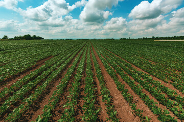Fototapeta na wymiar Young green soybean crop seedling plants in cultivated perfectly clean agricultural plantation field