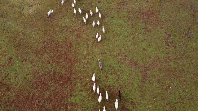 Bergère ou troupeau de mouton visible depuis le ciel.