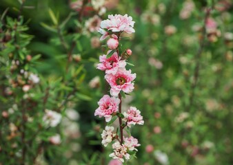 Manuka Flower at Flower Dome