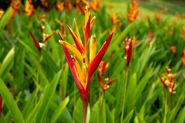 Brightly colored bird of paradise flower in a tropical garden