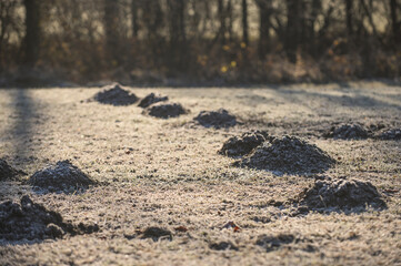 Maulwurfshügel auf Wiese mit Frost
