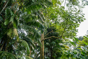 Fototapeta premium Lush jungle foliage at the Singapore Botanical Garden