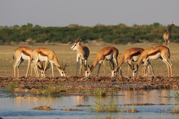Springboks drinking in Central Kalahari
