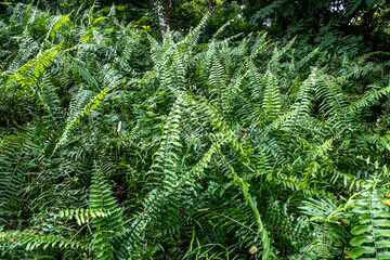 Lush jungle foliage at the Singapore Botanical Garden