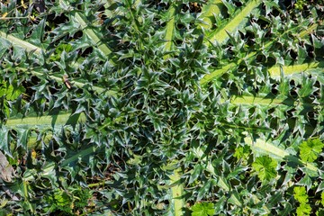 abstract high angle view on a green creeper plant with spiked leaves