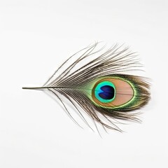 Obraz premium Peacock feather on white background