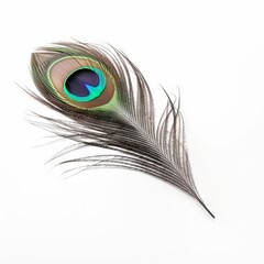 Obraz premium Peacock feather on white background