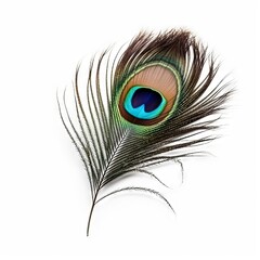 Obraz premium Peacock feather on white background