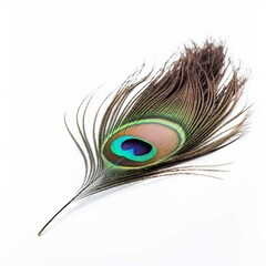 Peacock feather on white background