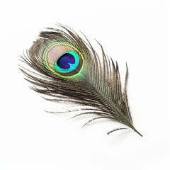 Fototapeta premium Peacock feather on white background