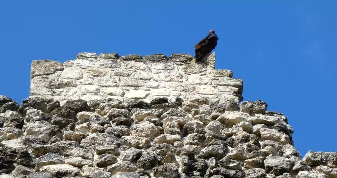 Turkey vulture (Cathartes aura) resting atop the pyramid of Temple 1 at Chacchoben, Mayan archeological site, Quintana Roo, Mexico.