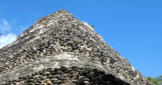 Turkey vulture (Cathartes aura) standing atop the pyramid of Temple 1 at Chacchoben, Mayan archeological site, Quintana Roo, Mexico.
