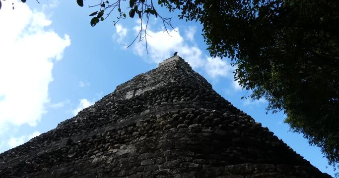 Turkey vulture (Cathartes aura) resting atop the pyramid of Temple 1 at Chacchoben, Mayan archeological site, Quintana Roo, Mexico. Wide shot