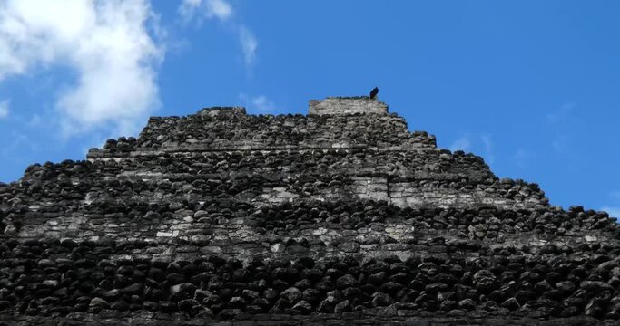 Turkey vulture (Cathartes aura) resting atop the pyramid of Temple 1 at Chacchoben, Mayan archeological site, Quintana Roo, Mexico.