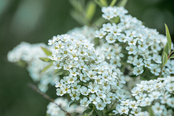 Spring mountain ash branch with white flowers on blurry green background. Close up.
