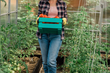 Farmer woman holding wooden box full of fresh raw vegetables in greenhouse. Basket with vegetable cabbage, carrots, cucumbers, radish, salad, garlic and pepper in female hands.