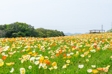 万博記念公園の花の丘に広がるポピーの花畑
