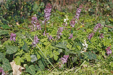 Lerchensporn violett