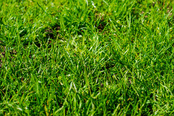 green grass background
