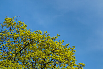 Blooming tree against the blue sky on a sunny day in spring. Natural background