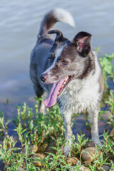 close-up of a border collie dog's face with tongue out with a river with green leaves in the background