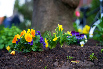 Tree trunk garden in springtime in the city of Groningen. Urban greening on behalf of climate...
