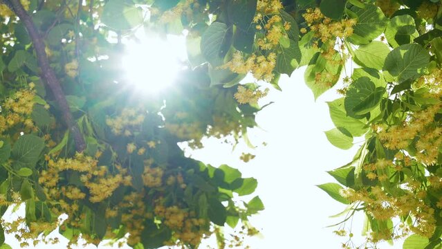 Blooming branches of summer linden tree isolated on clear sunny light blue sky background. Yellow small flowers, green leaves of trees, bright morning sun light with sunflares glowing among foliage