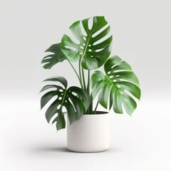 Plant on white background minimalist unsplash. Minimal green plant pot. Generative AI.