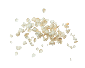 Seashell fall splashing in air. sea shell explosion flying, abstract cloud fly. Many Small white Seashell scatter in many group. White background isolated high speed shutter freeze motion