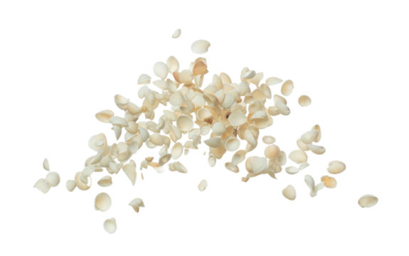 Seashell fall splashing in air. sea shell explosion flying, abstract cloud fly. Many Small white Seashell scatter in many group. White background isolated high speed shutter freeze motion