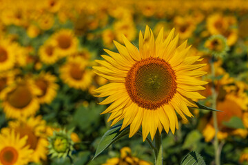 Fototapeta premium Field of sunflowers