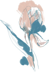 Obraz na płótnie Canvas Abstract tulip, floral sketch in pink and blue colors, botanical illustration