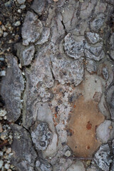 Tree bark texture pattern, old maple wood trunk as background. Dry tree bark texture and background, nature concept.Ginkgo, cherry and zelkova tree trunks. Bark covered with moss.
