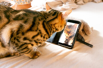 スマートフォンを見るベンガル猫