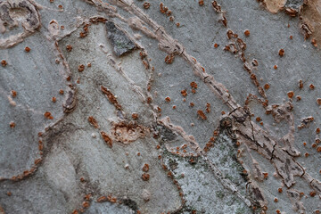 Fototapeta premium Tree bark texture pattern, old maple wood trunk as background. Dry tree bark texture and background, nature concept.Ginkgo, cherry and zelkova tree trunks. Bark covered with moss.