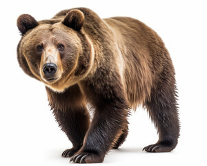 Obraz premium photo of Ursus arctos isolated on white background. Generative AI