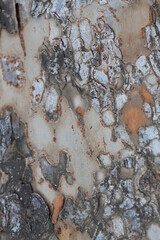 Tree bark texture pattern, old maple wood trunk as background. Dry tree bark texture and background, nature concept.Ginkgo, cherry and zelkova tree trunks. Bark covered with moss.
