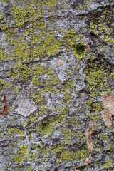 Tree bark texture pattern, old maple wood trunk as background. Dry tree bark texture and background, nature concept.Ginkgo, cherry and zelkova tree trunks. Bark covered with moss.