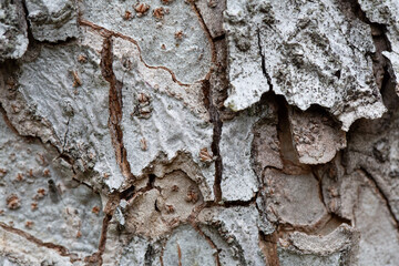Tree bark texture pattern, old maple wood trunk as background. Dry tree bark texture and background, nature concept.Ginkgo, cherry and zelkova tree trunks.Bark covered with green moss. Stone wall.