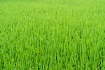 Green rice field agriculture background.