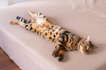ベッドで横になるベンガル猫