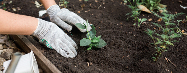 Banner Hand of woman gardener in gloves holds seedling of small apple tree in her hands preparing to plant it in the ground. Tree planting concept