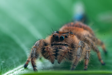 Jumping Spider, Phidippus regius on a leaf