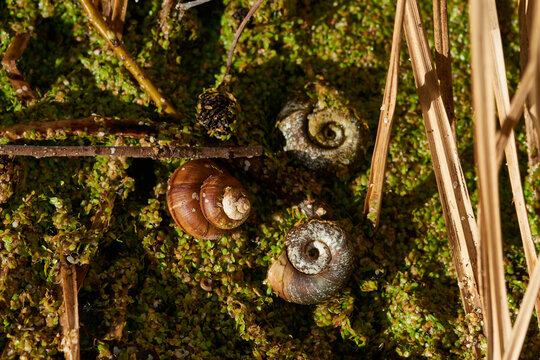 Sumpfdeckelschnecke (Viviparidae) und Posthornschnecken (Planorbarius corneus)