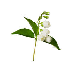 Jasmine (Philadelphus) flowers and leaves isolated on white or transparent background