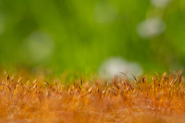 The plant Ceratodon purpureus that is growing on the rock.