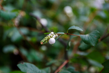 Common snowberry on a branch