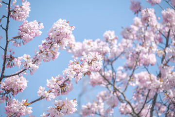 札幌市中島公園の桜 / Cherry blossoms at Nakajima Park in Sapporo