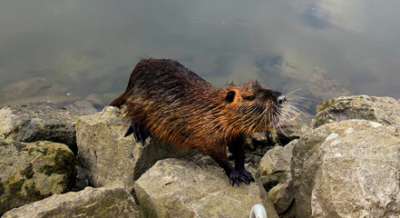 View of a nutria by the river on a stone, waiting for food, looking around