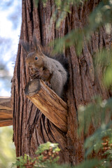 北海道神宮のエゾリス / Hokkaido squirrel at Hokkaido Shrine